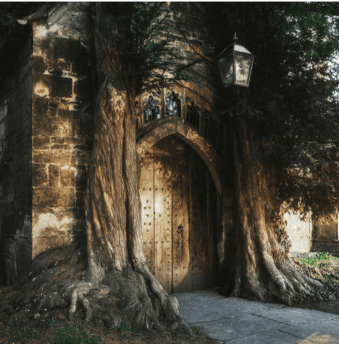 A tree with a door and window in it